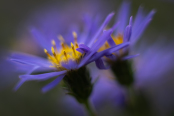 Purple asters