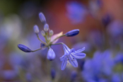 Agapanthus