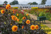 Helmsley Walled Garden