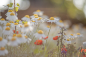The Oxeye Daisy Portrait