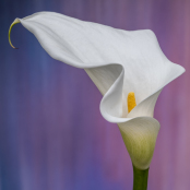 Calla lily on textured background