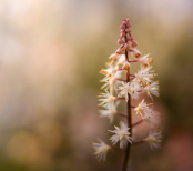 Tiarella Light