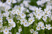 Stellaria holostea