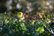  Woodland hellebores