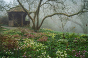Becky's Bower in the mist