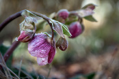 Frosted hellebores