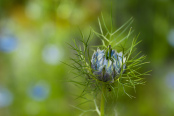 Nigella 'Miss Jeckyll' Flower