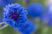 Corn Flower