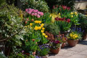 Spring Tulips