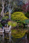 Spring Reflections
