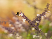 White-tailed bumblebee on Salvia 'Phyllis' Fancy'