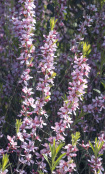 Close up of Prunus Tenella