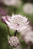 Astrantia