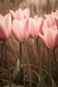 Tangled Tulips