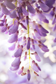 Wisteria Hysteria