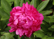 Paeonia