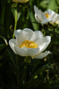 Paeonia lactiflora 