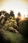 Pampas in September sun