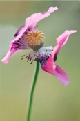 Papaver somniferum