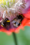 Papaver somniferum with bumblebees