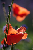 Papaver rhoeas