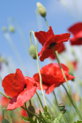 Papaver somniferum