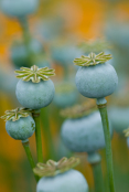 Papaver somniferum seedheads