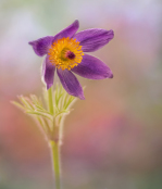 Pasque flower in Spring Light