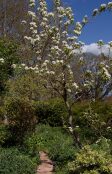 Peartree Path