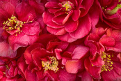 Japanese Camellia Blooms