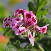 Pelargonium 'Fair Ellen'