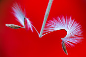 Pelargonium seed head