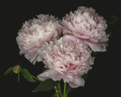 Peony Trio