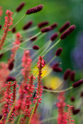 Persicaria 'Firedanse' and Sanguisorba 'Red Thunder'