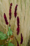 Persicaria Firetail 