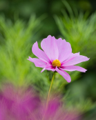 Pretty in pink