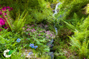 Summer in a Woodland Garden