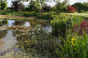 Sunlit pond