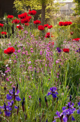 Poppies, irises and campion