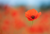 Poppies in Wildflower Meadow