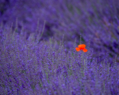 Poppy in lavender