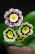 Primula Pubescens Auricula