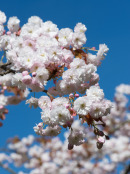 PRUNUS 'Yokihi'