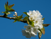 Prunus 'Sunburst'