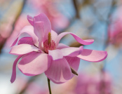 Magnolia 'Purple Breeze' Swaying at Wisley