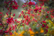 Pyracantha coccinea