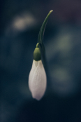 Galanthus - Snow drop