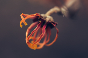 Hamamelis