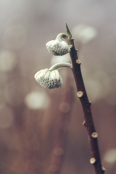 Edgeworthia