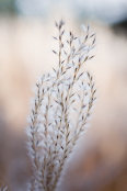 Miscanthus